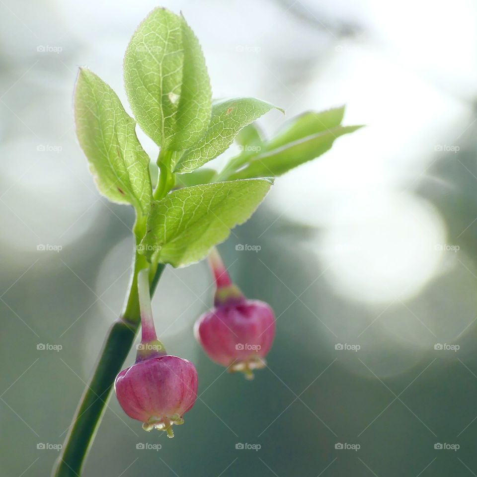 blueberry flowers