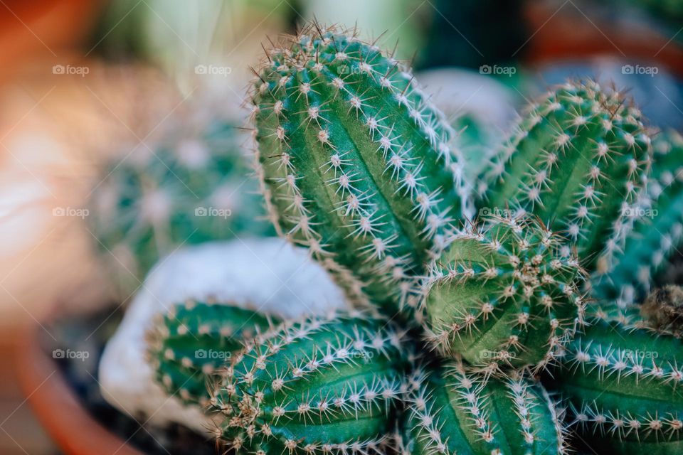 Close up of a cactus 🌵