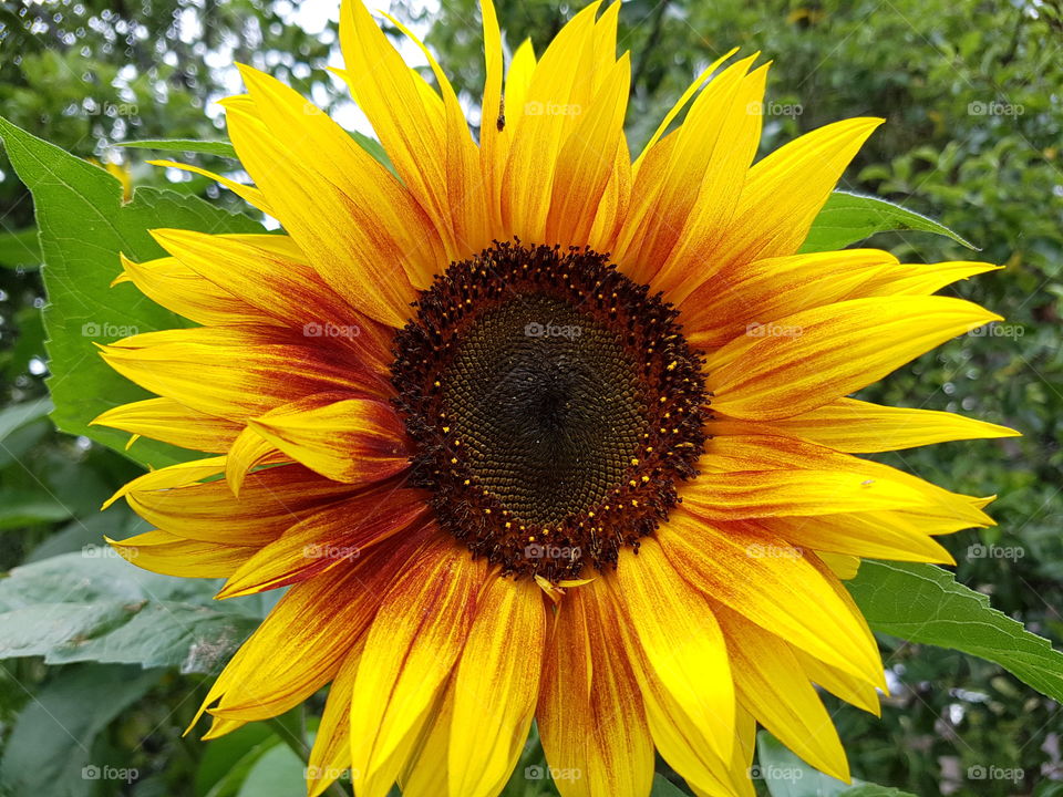 Nature, Flora, Summer, Flower, Sunflower