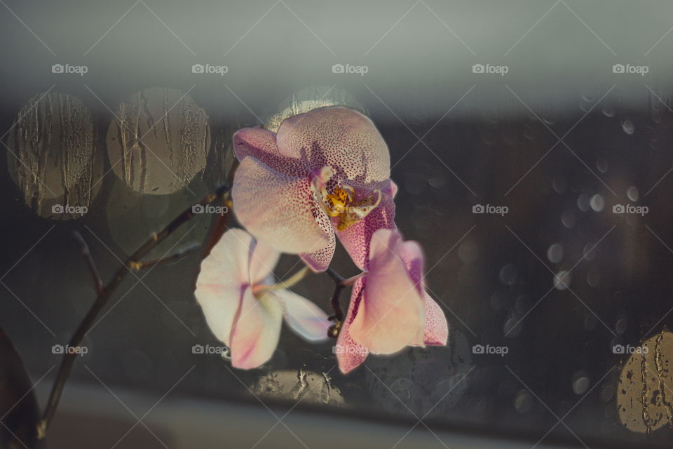 Rainy evening. Orchid on Water drops on window at sunset