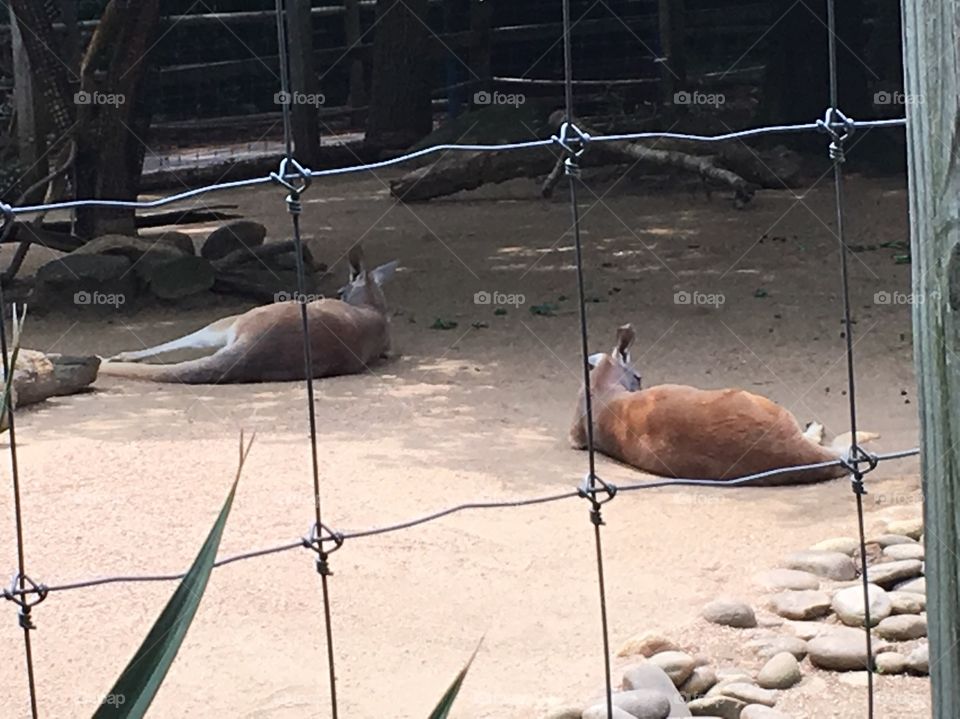 Kangaroos at the zoo.