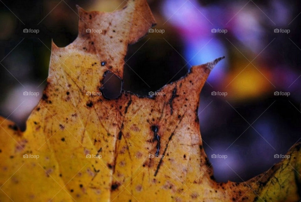 nature color natur leaf by merethe