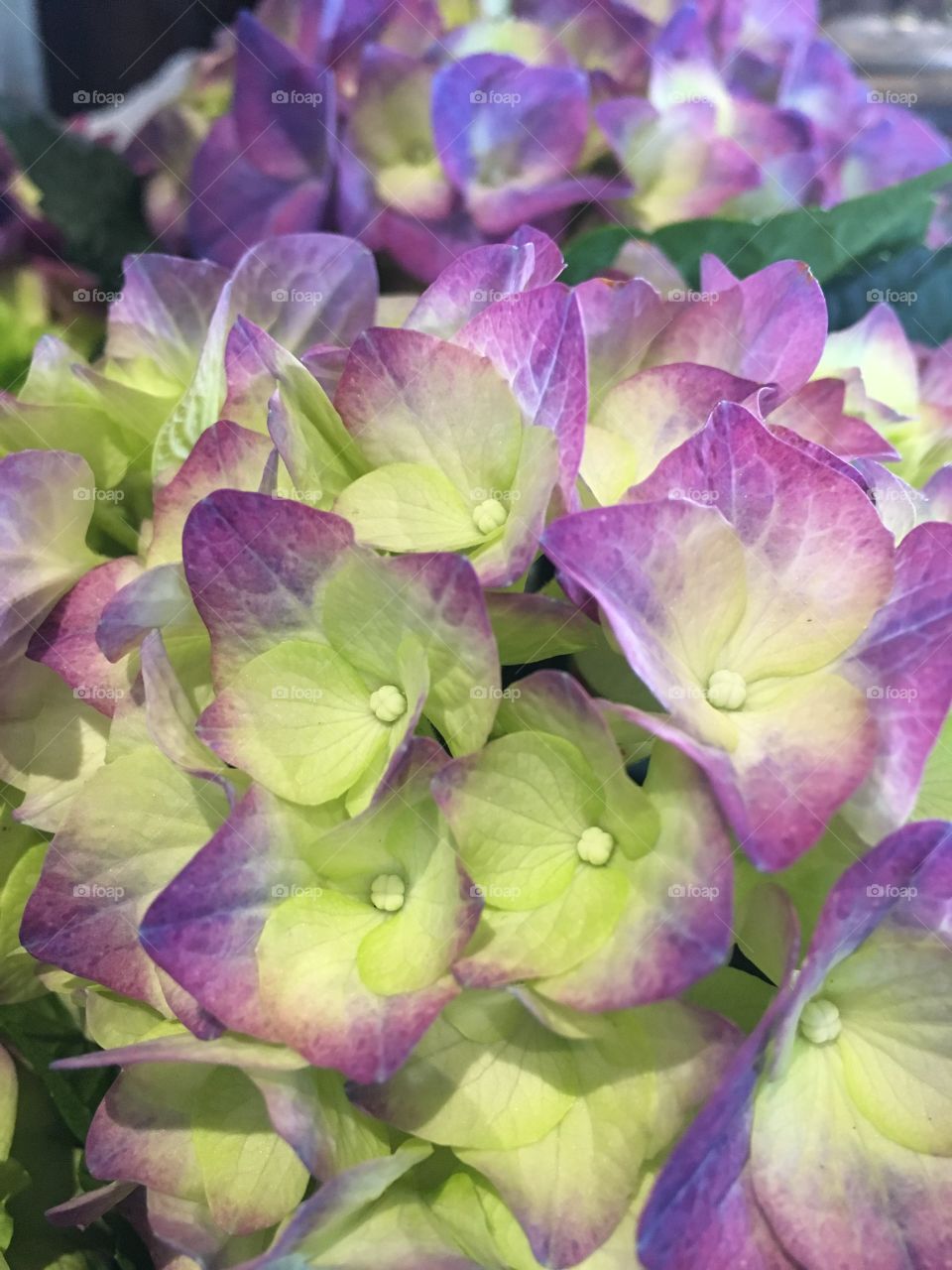 hydrangea