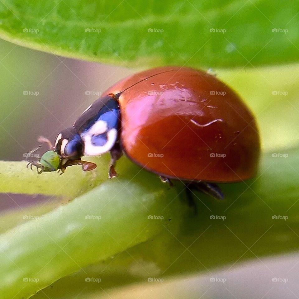 Close-up of Ladybird