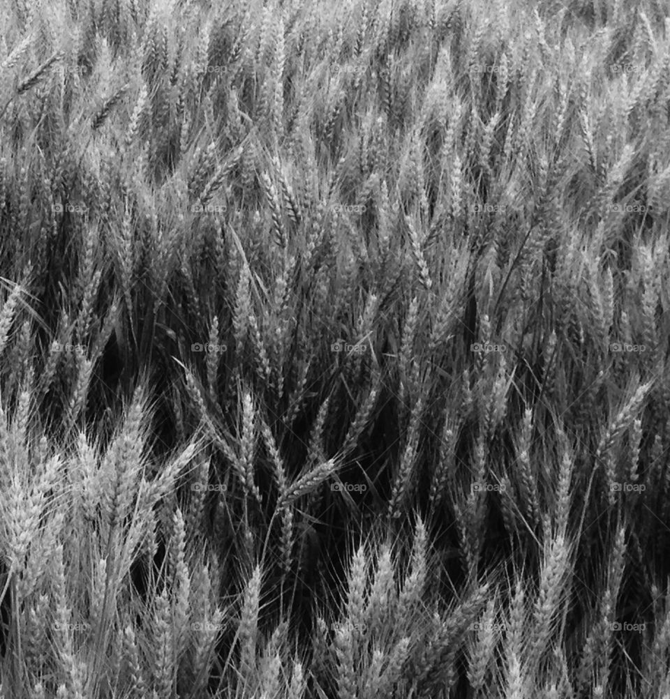 Mystical wheat