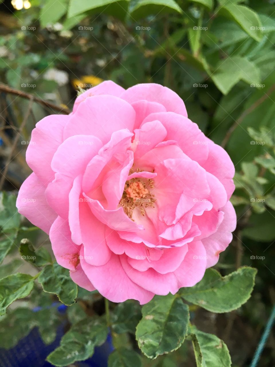 Pink rose flower in nature garden