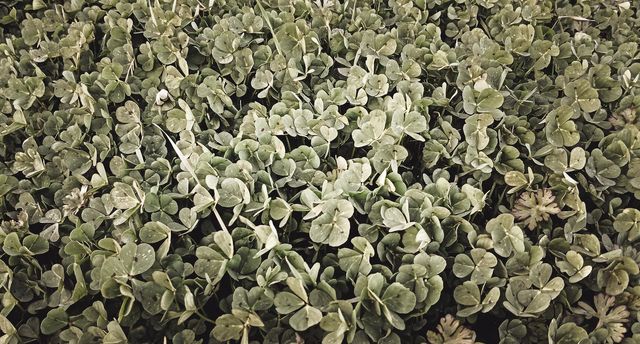 plants