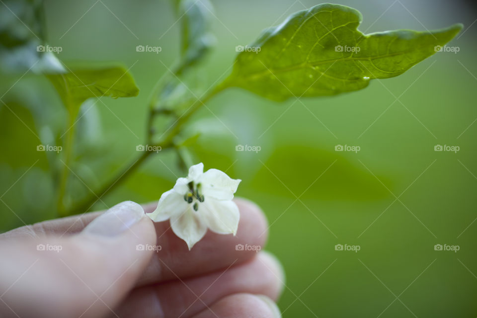 Hand holding chili flower