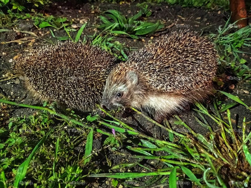 A pair of hedgehogs, a female and a male. they are nocturnal.