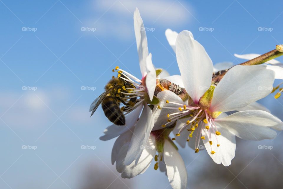 Spring flower with a bee.