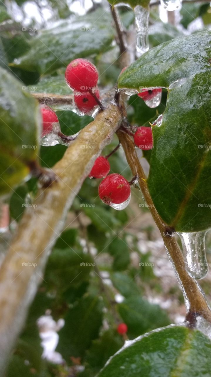 Close-up of berry tree with icicle