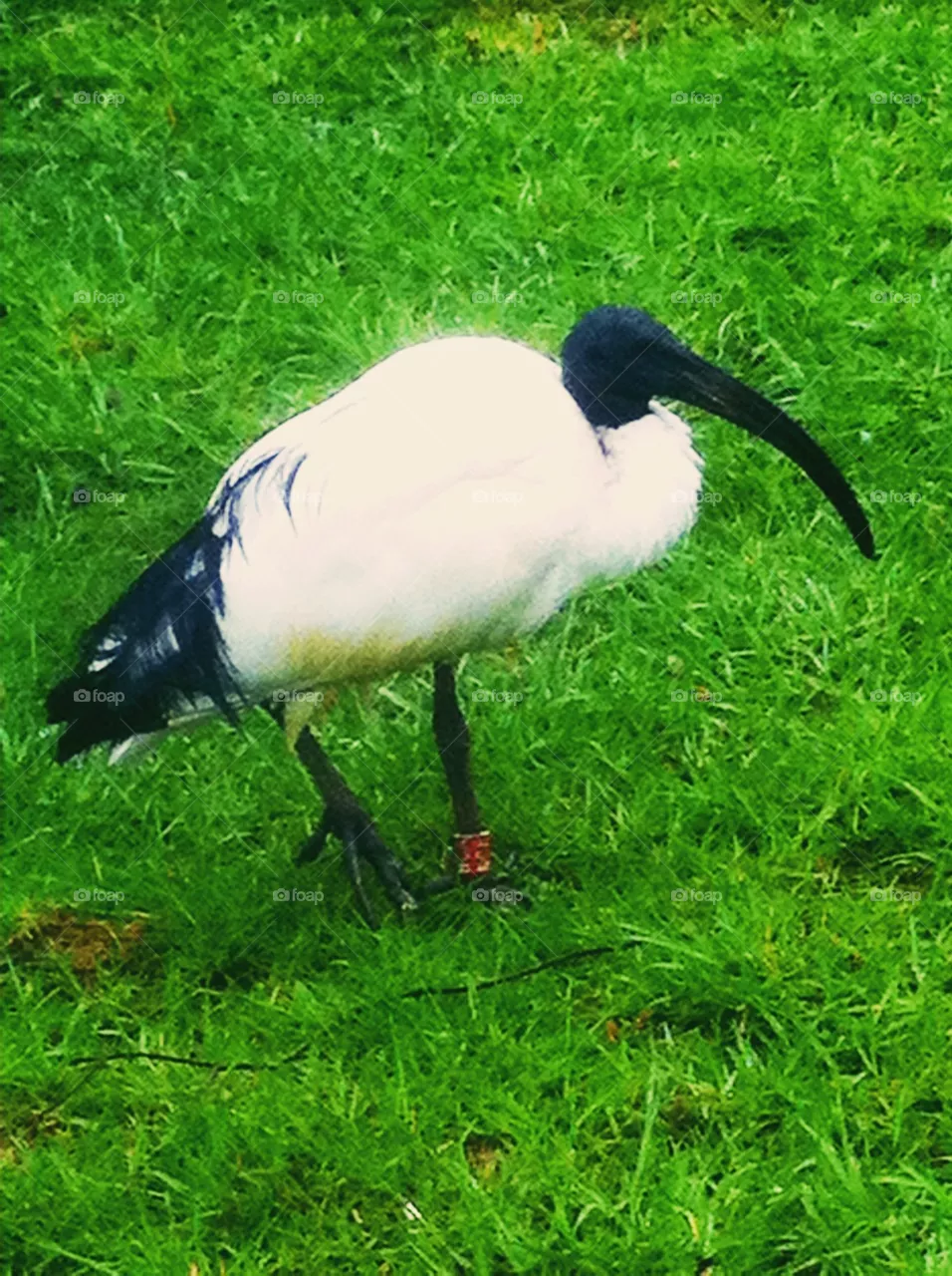 Bird