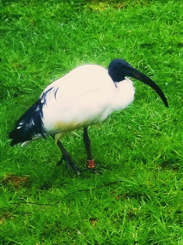 Bird