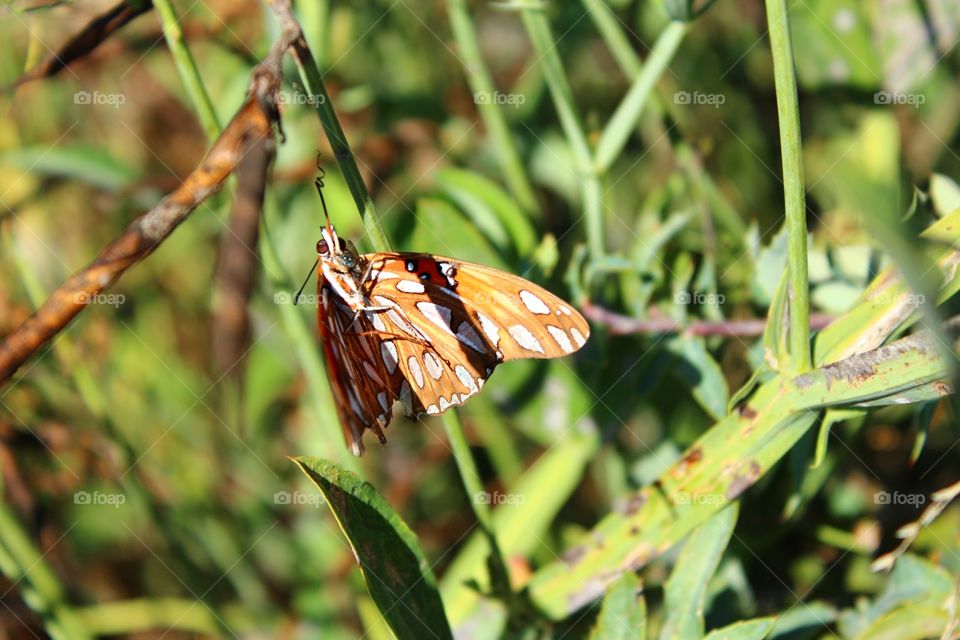 Butterfly, Insect, Nature, Wing, Summer