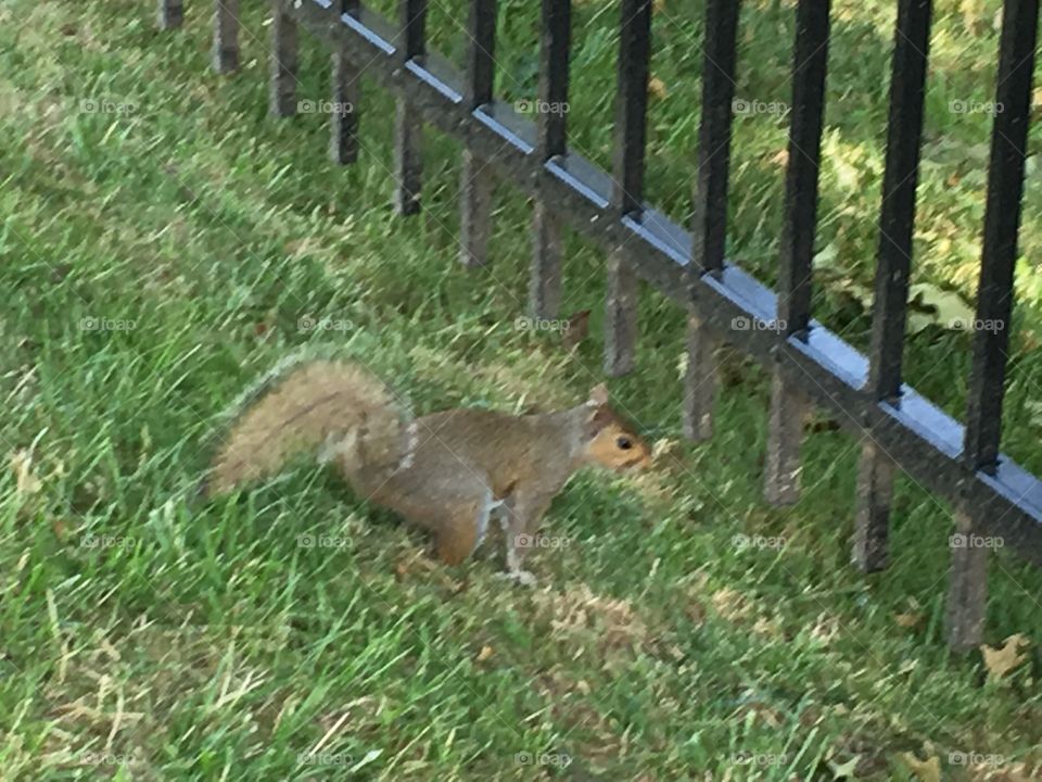 Nature, Wood, Tree, Park, Mammal