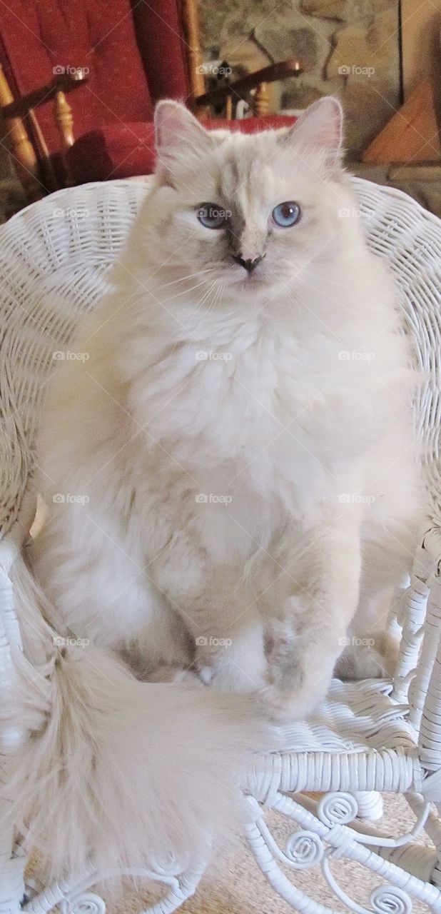 Ragdoll cat