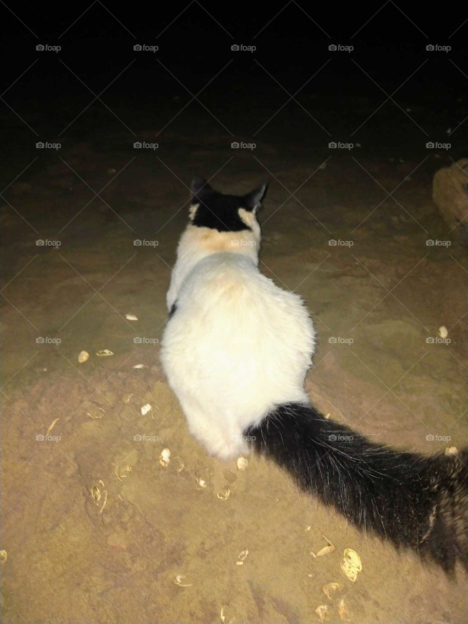 The cat of the beach