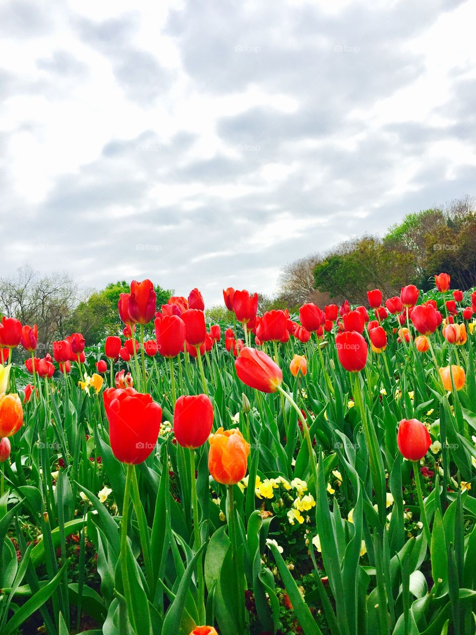 Red tulips 