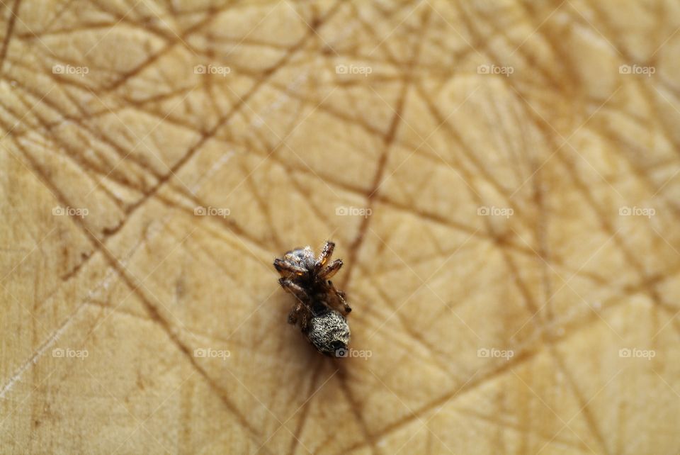 A dead contracted uniquely designed spider lies on its back amidst a web of slices to an old wooden cutting board.
