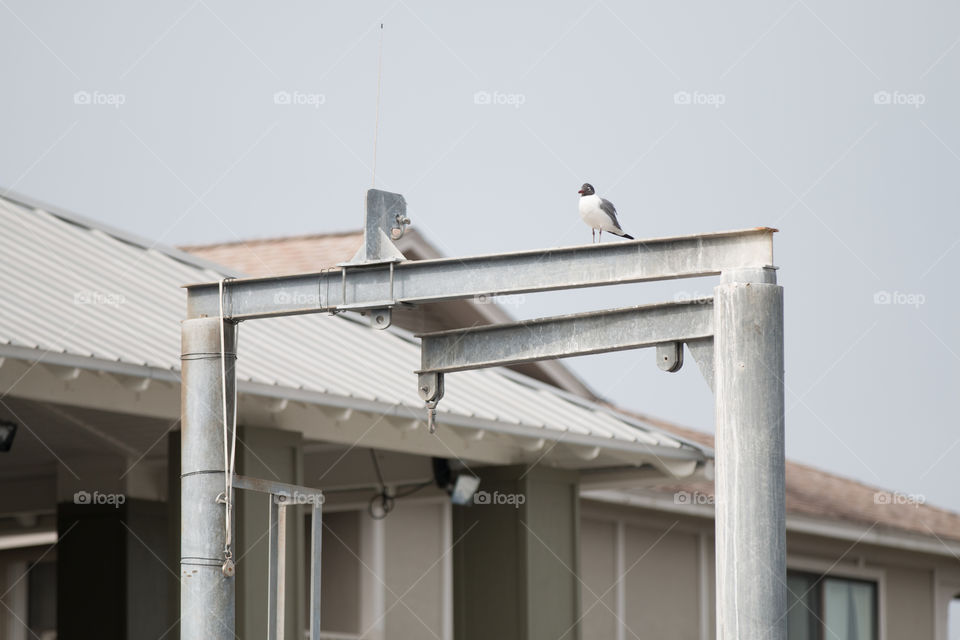 No Person, Building, Daylight, Outdoors, Bird