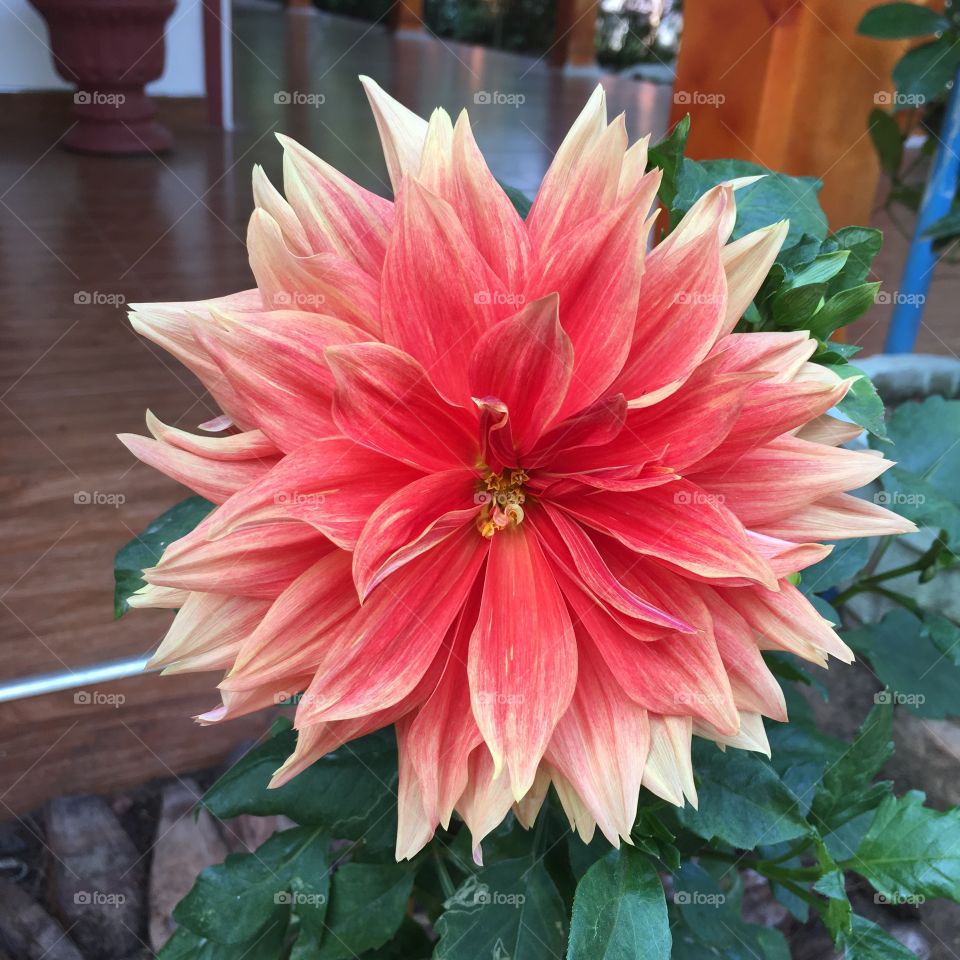 One of biggest flora in the flower world