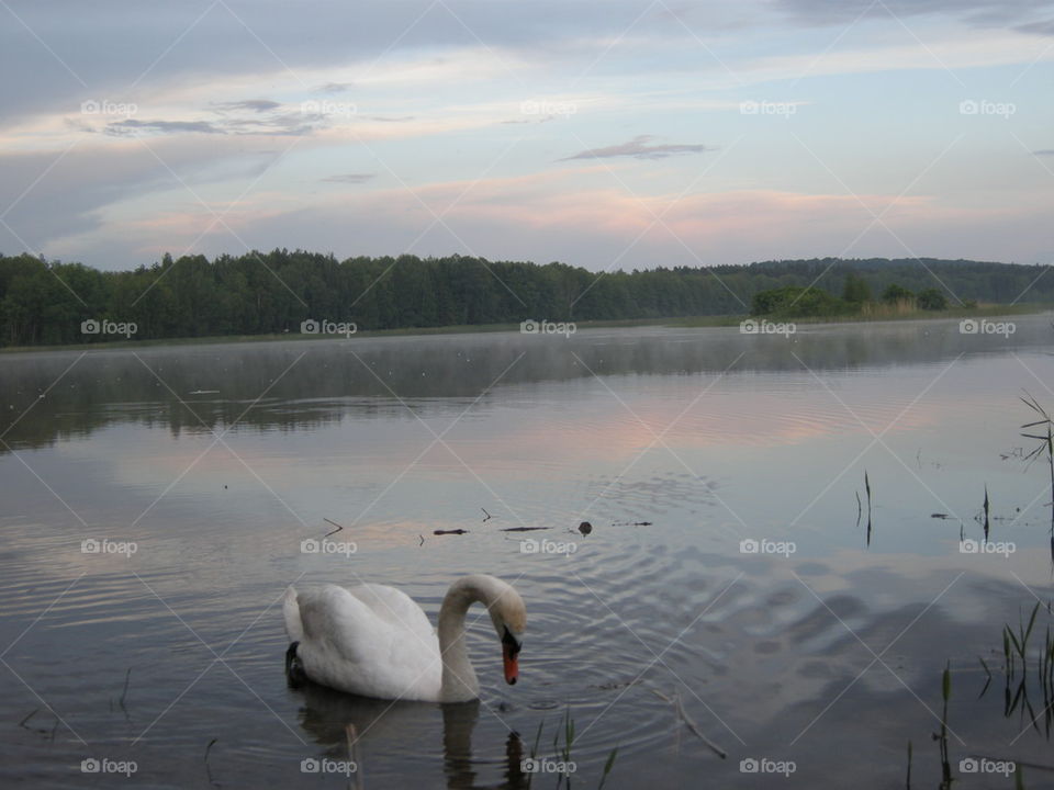Swan. Lake. Nature