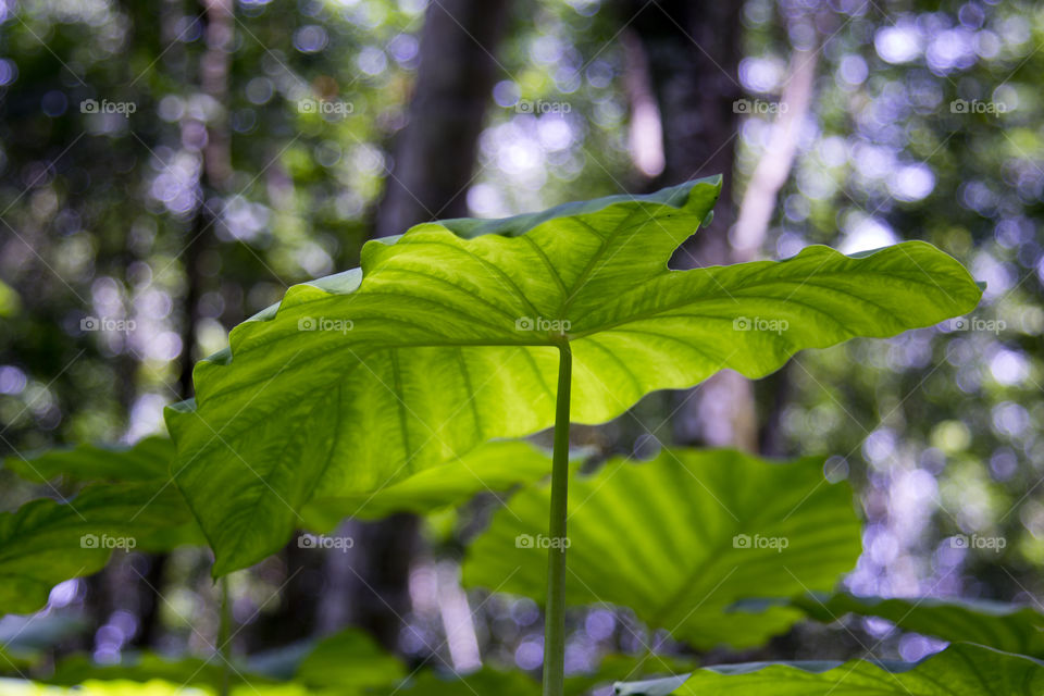 Big Green leaf