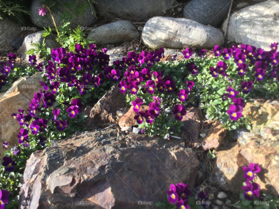 Violets Growing through the Stone in the Garden 