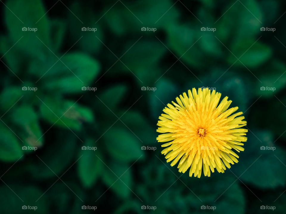 Yellow dandelion. Summer. Green world.
