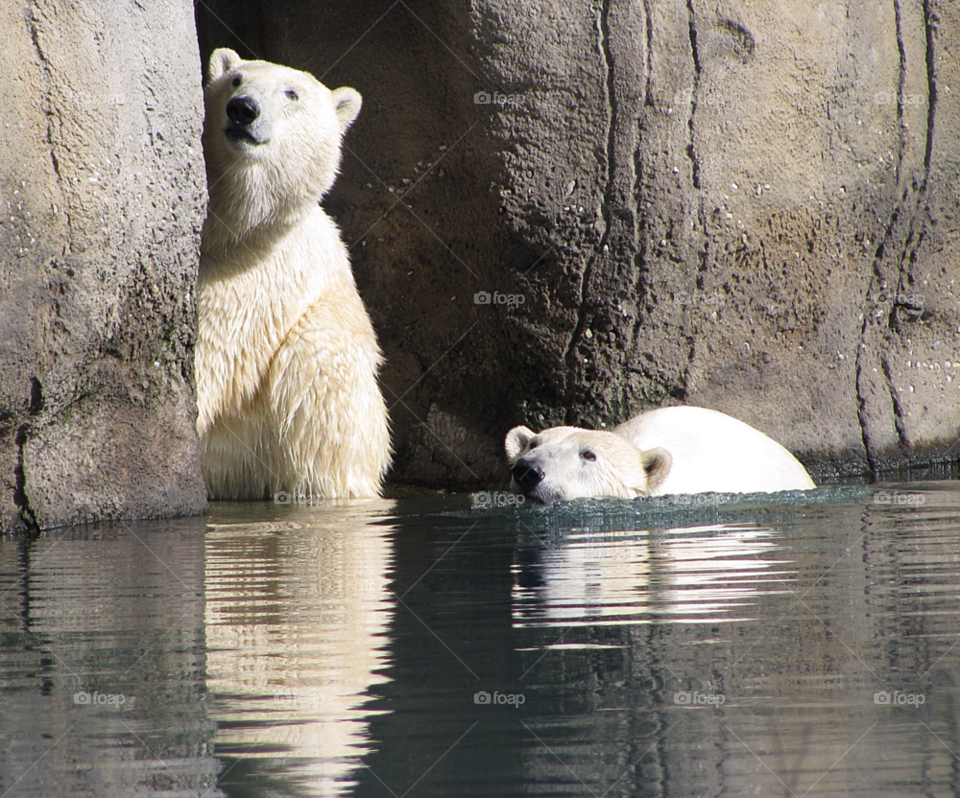 Polar Bears in the water