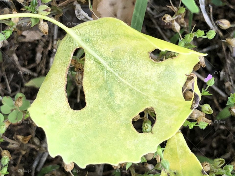 Bug eatin leaf- looks like face