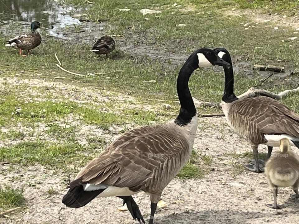Geese
