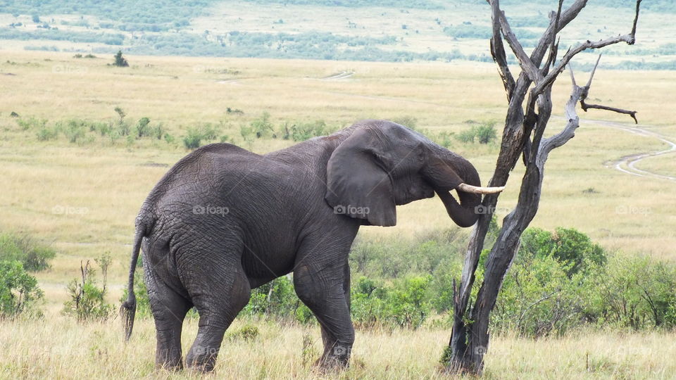 Elephant taking tree down