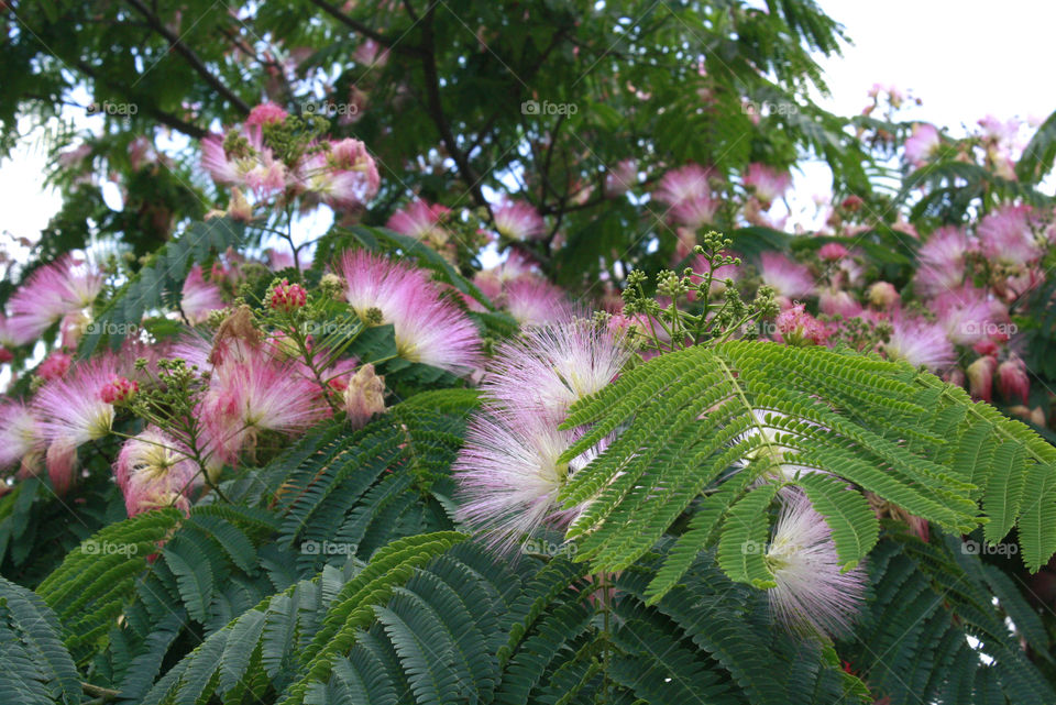 Pink blooming tree