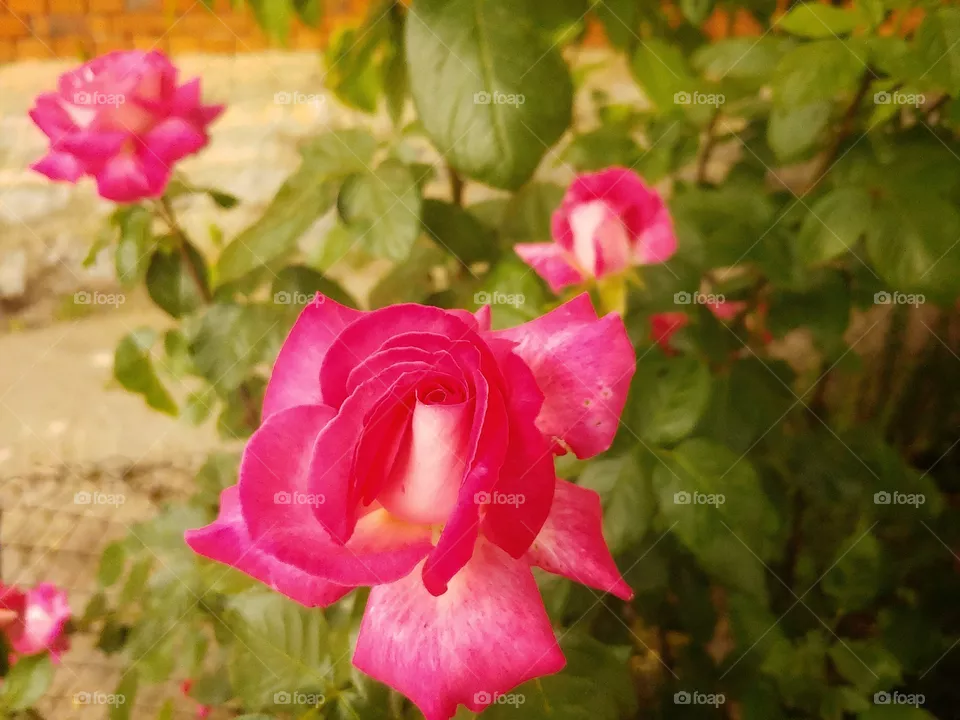Roses