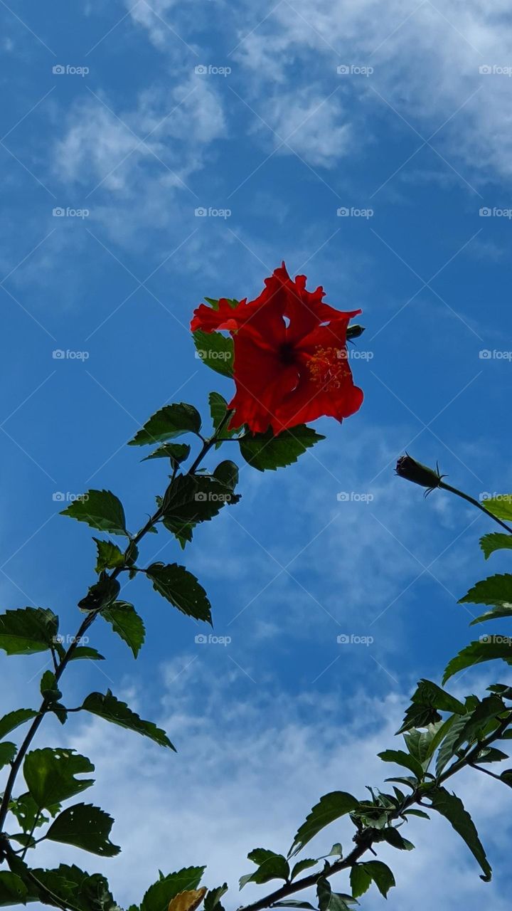 Flower from Phuket