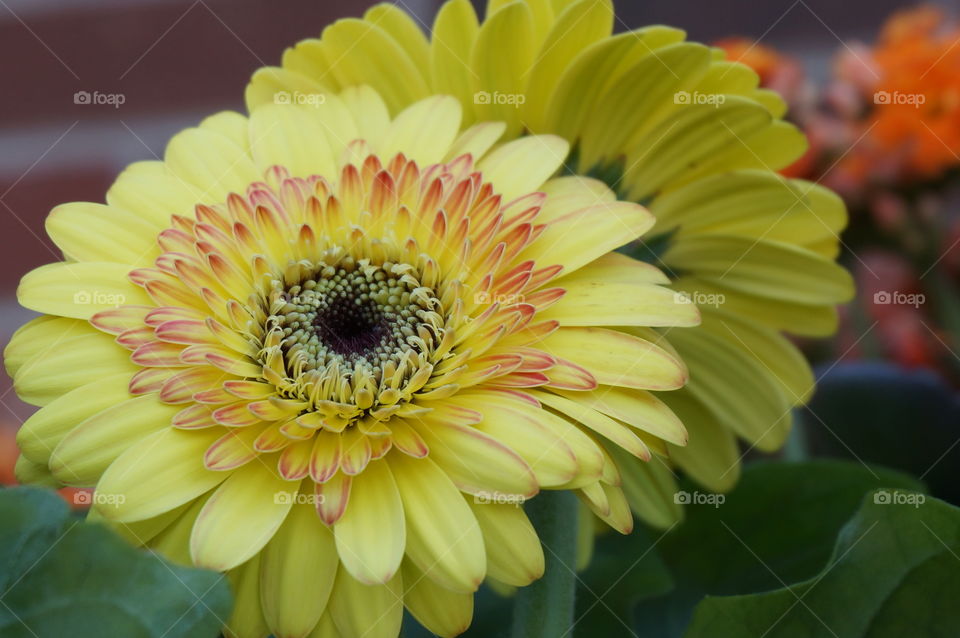 Elevated view of yellow flower