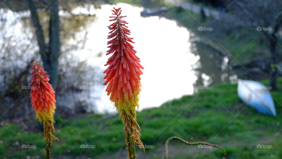 Orange and Yellow Aloe flowers, pond and boat in background