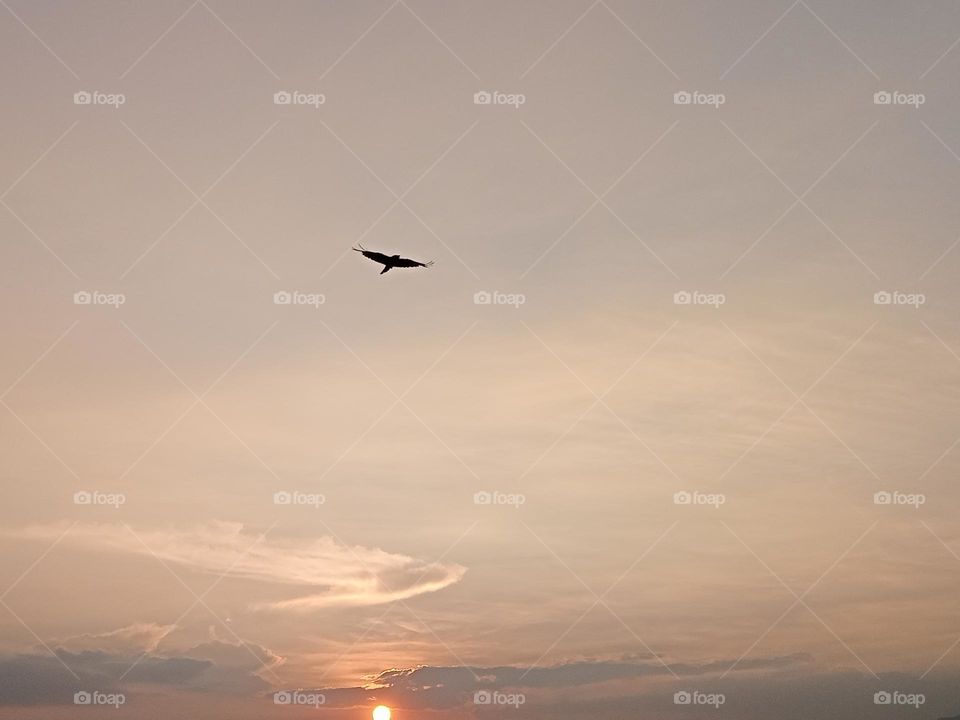*ravarma*  Golden sunset, Returned bird, Sparkling clouds