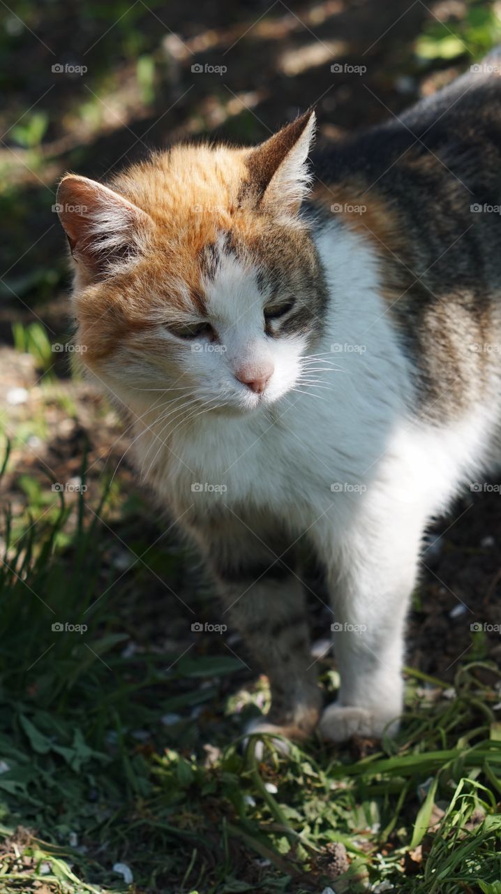 Mammal, Animal, Cute, Cat, Fur