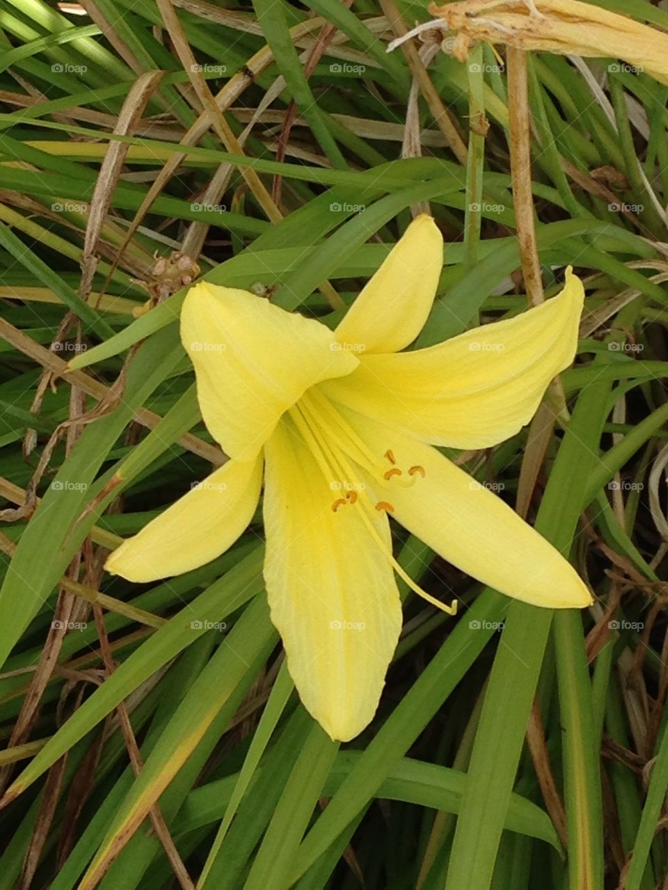 Yellow Lily
