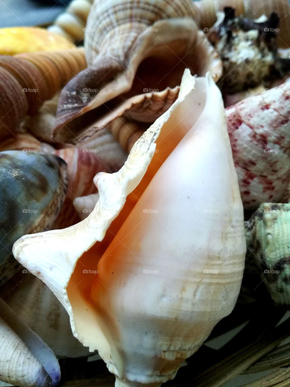 Shells