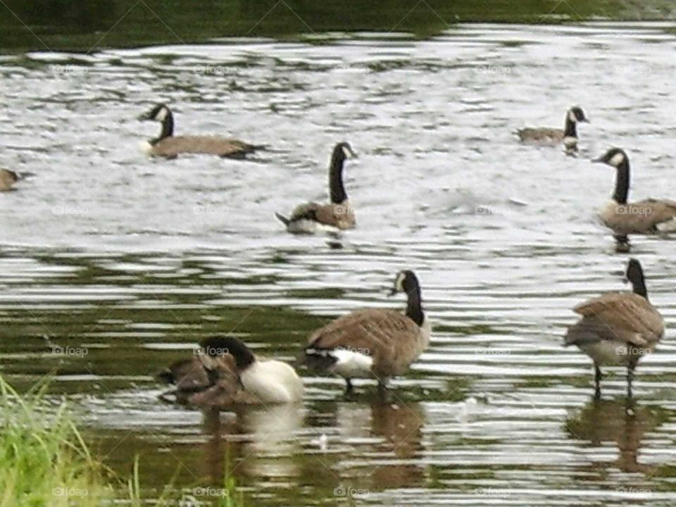 geese