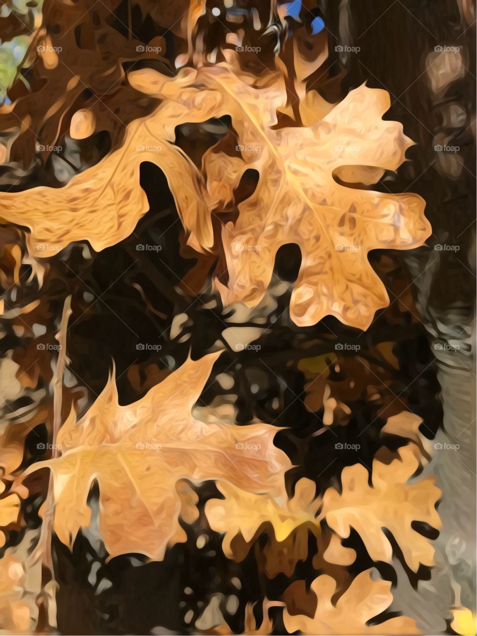 Close up oak leaves