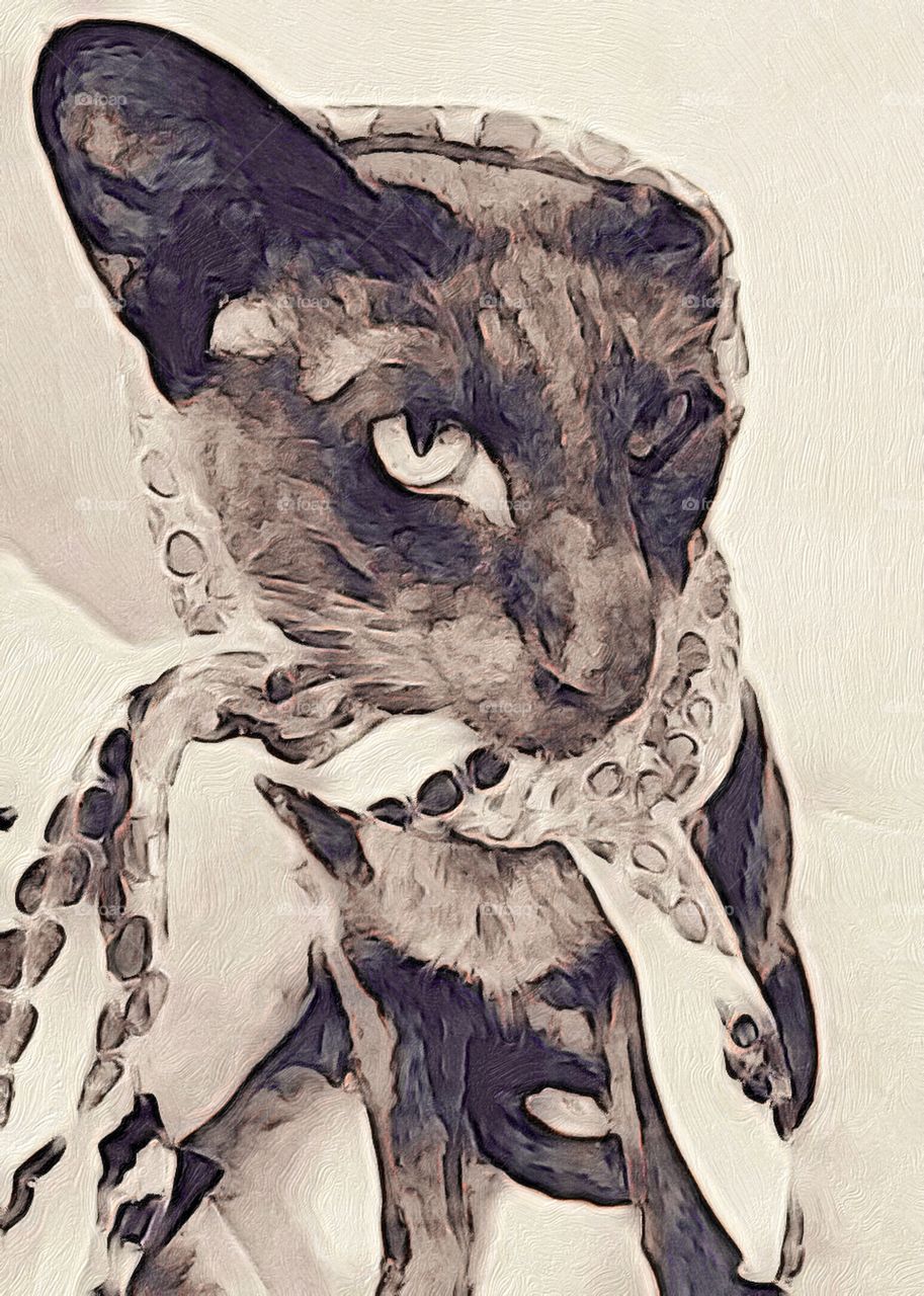 Oriental Shorthair Cat Models Scarf