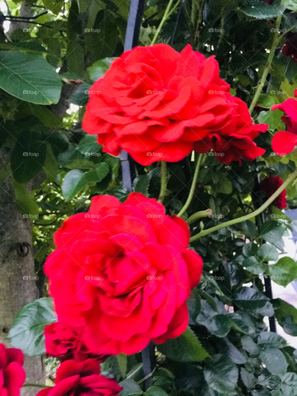 Blumen 