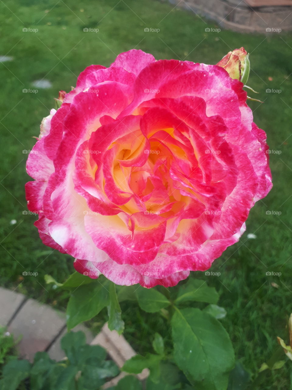 Sofia's Rose has blossomed beautifully.