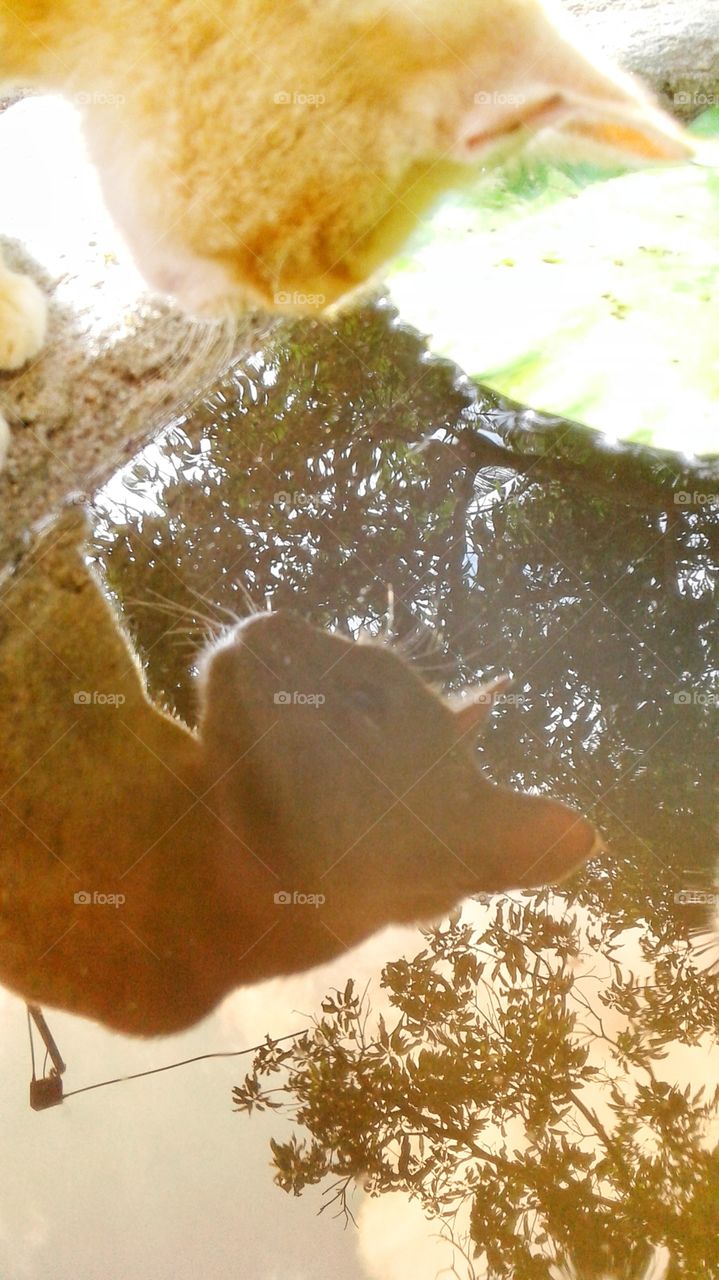 kitty look at the water pond