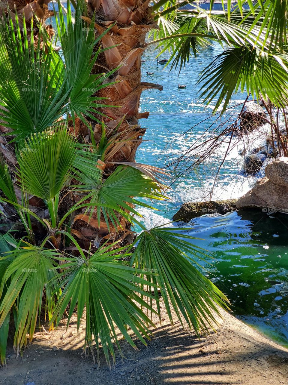 Palm Trees and Blue Water
