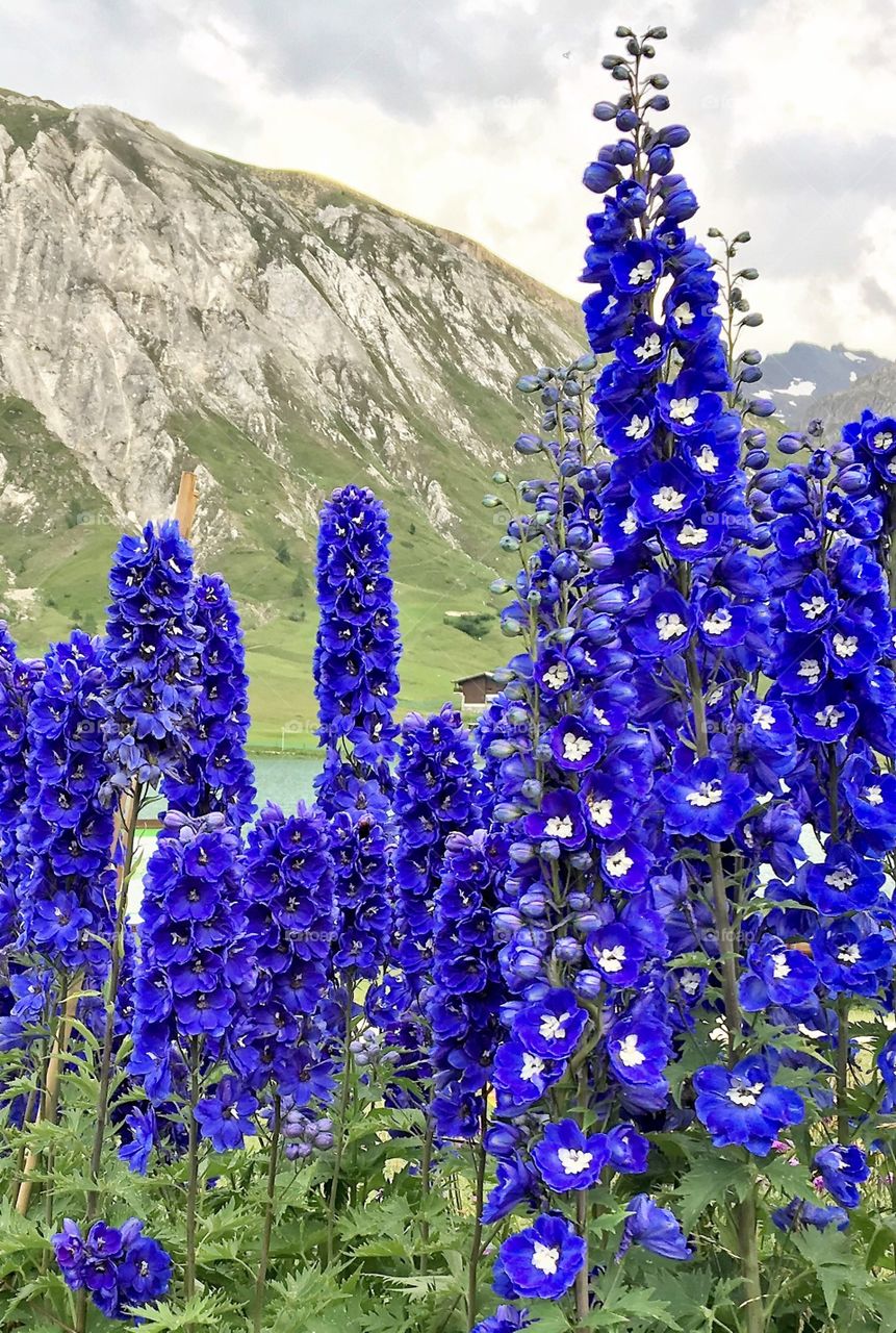 Delphinium 